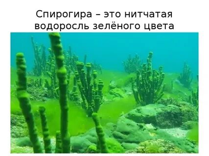 Почему спирогиру называют нитчатой водорослью