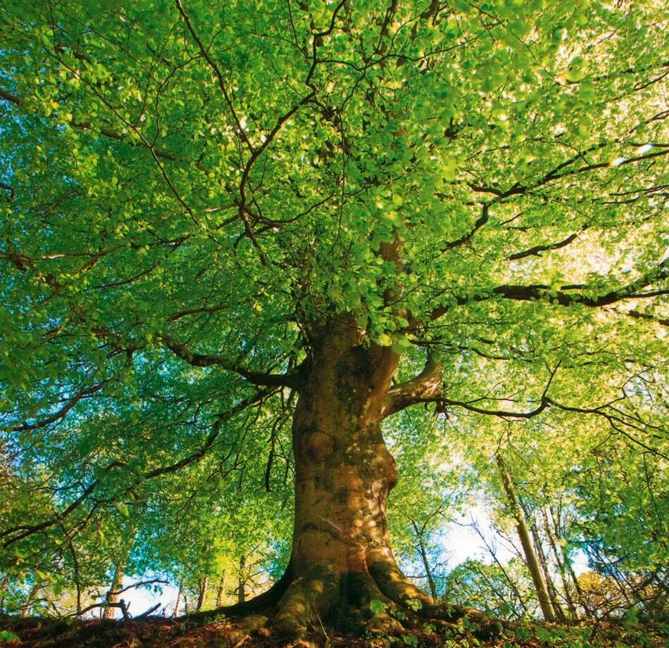 Дерево бук фото и описание. Бук Восточный – Fagus orientalis. Бук Сочи дерево. Бук Лесной дерево. Бук городчатый.