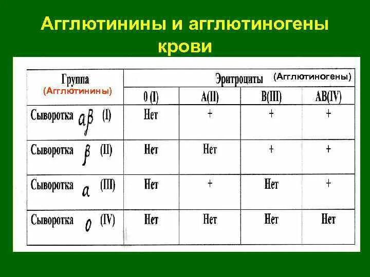 Агглютинины определяющие группы крови. Агглютинины 2 группы крови. Группы крови таблица агглютинины и агглютиногены. Таблица сыворотка агглютинины. Агглютиногены 1 группы крови.