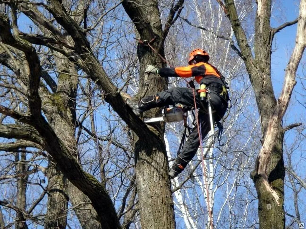 Обрезка деревьев недорого. Кронирование деревьев. спиливание аварийных деревьев. опиловка аварийных деревьев. спиленное дерево.