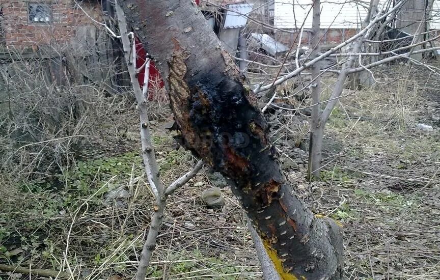 Болезнь яблони черный рак. Цитоспороз коры яблони. Сажистый грибок на коре яблони. Яблоня пораженная лишайником. Цитоспороз коры яблони.