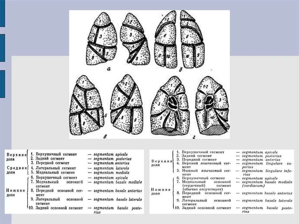 5 сегментов легкого. Топография сегментов и долей легкого. Сегменты лёгких на рентгене схема. Доли и сегменты легких схема. Язычковые сегменты легких схема.
