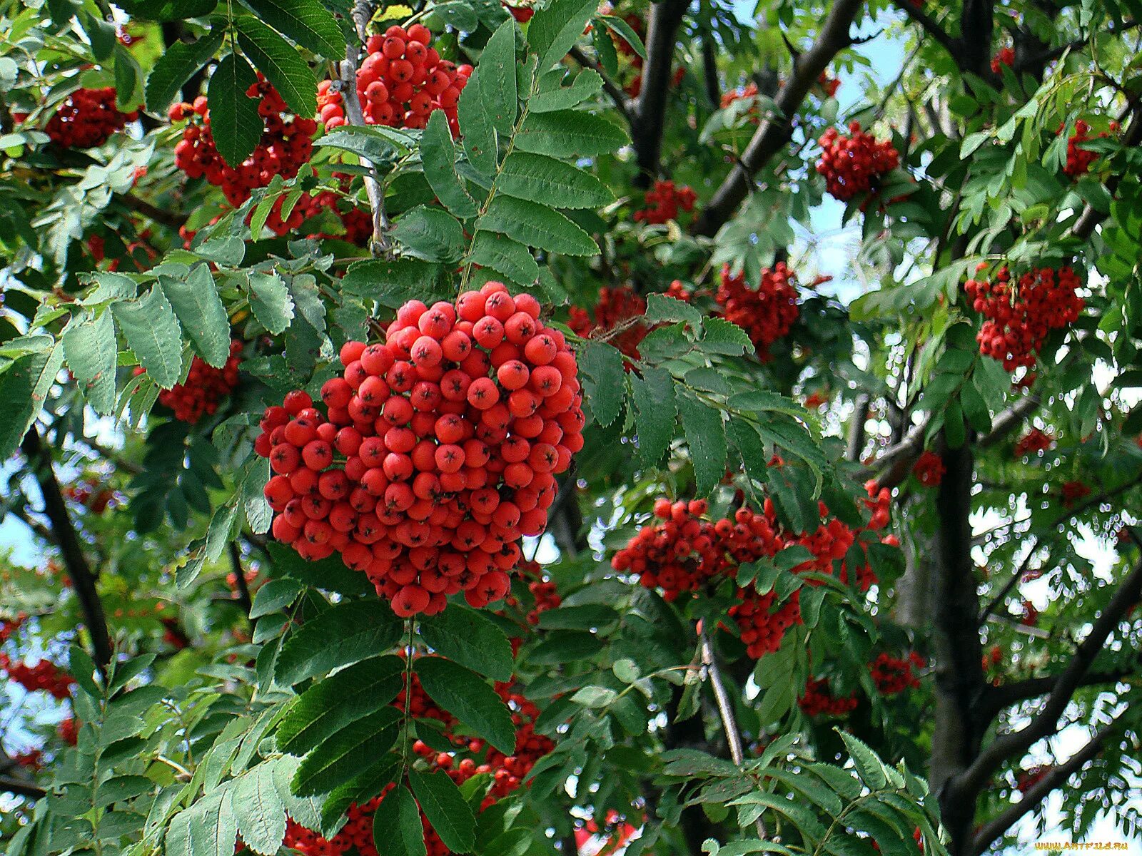 Цветок похожий на рябину. Рябина обыкновенная невежинская. Sorbus aucuparia sunshine. Рябина обыкновенная кустовая. Рябина красная саженцы.