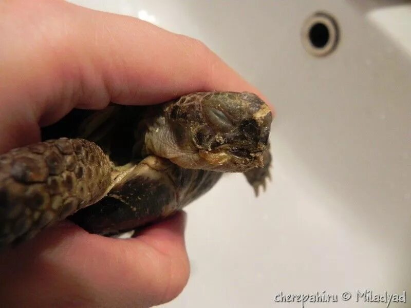 Красноухая черепаха. Маленькие красноухие черепашки. Красноухая черепаха сухопутная. Отит у красноухой черепахи. Мертвая красноухая черепаха.