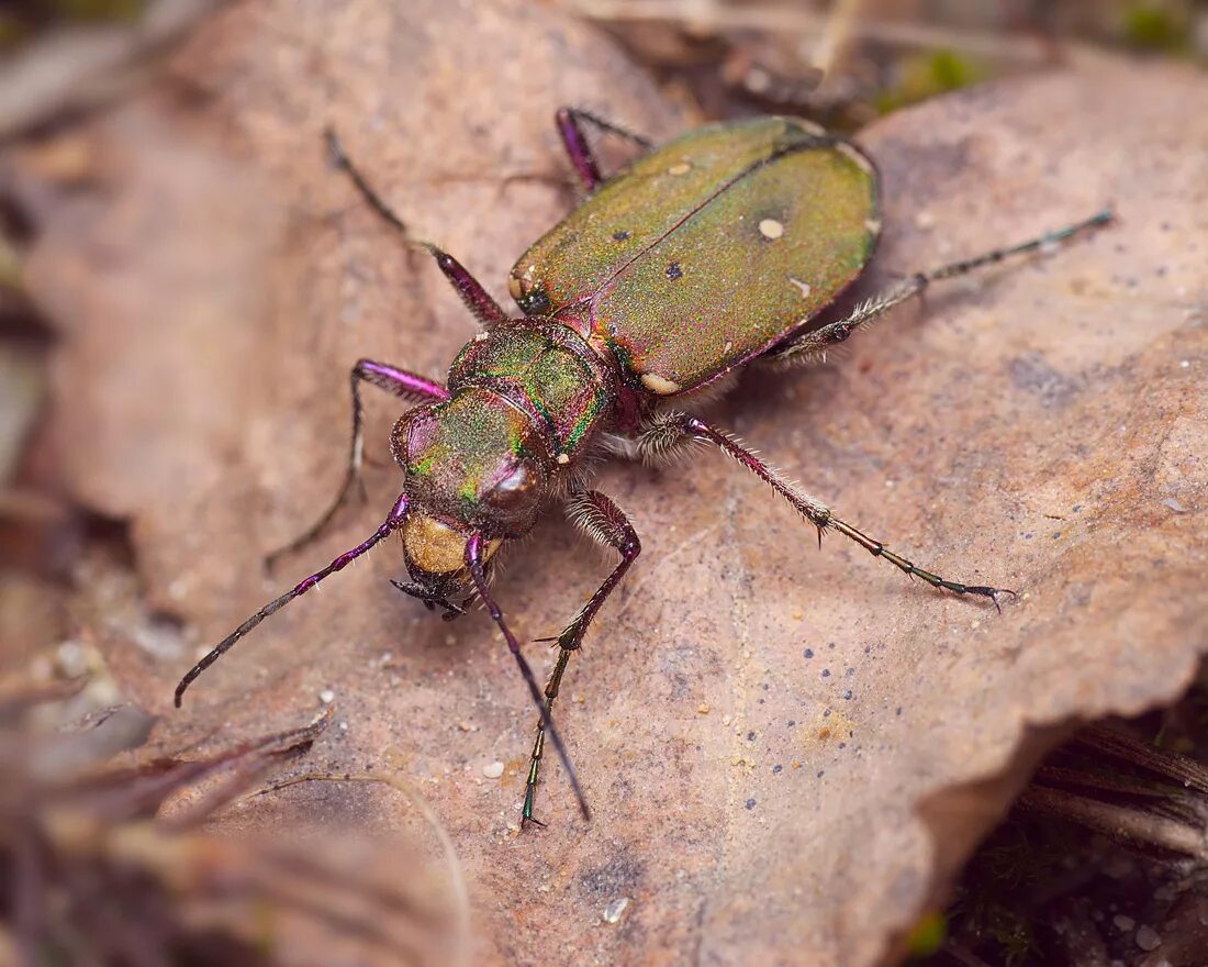 Скакун полевой Cicindela Campestris. Полевой скакун личинка. Личинка жука скакуна. Скакун полевой Жук личинка.