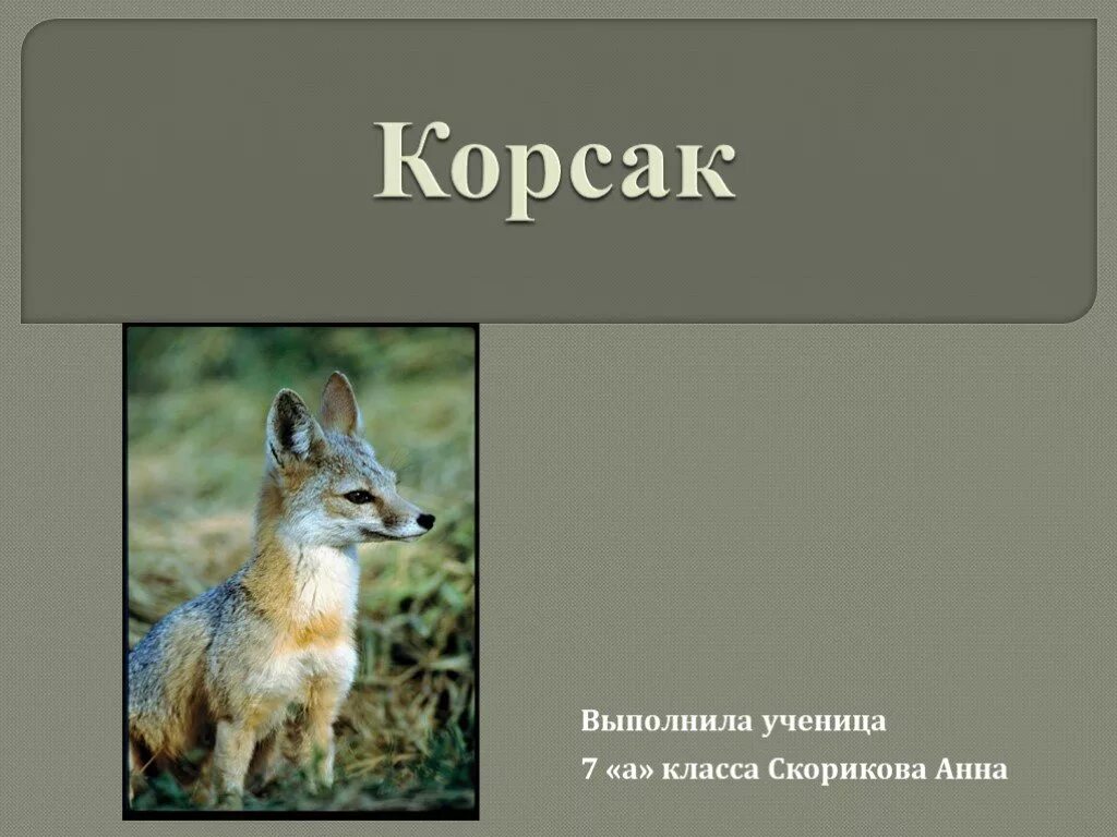 Корсак сообщение 4 класс окружающий мир. Корсак доклад. корсак презентация. корсак загадка. сообщение о корсаке.