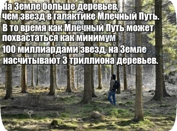 Деревьев на земле больше чем звезд. Деревьев больше, чем звезд. чего больше деревьев или звезд. правда ли что деревьев на земле больше чем звезд в галактике.