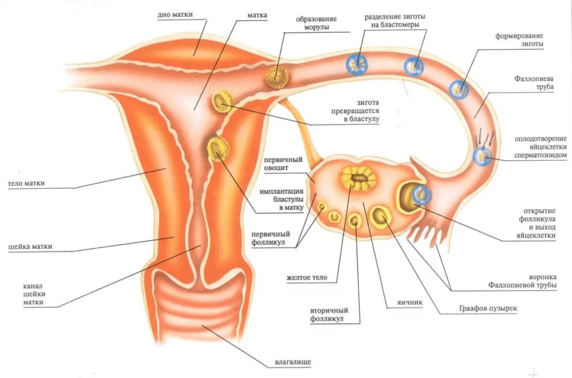 Где матка и яичники. Строение матки оплодотворение. Строение матки и яйцеклетки. Схема менструационного цикла анатомия. Строение фолликулы яйцеклетки анатомия.