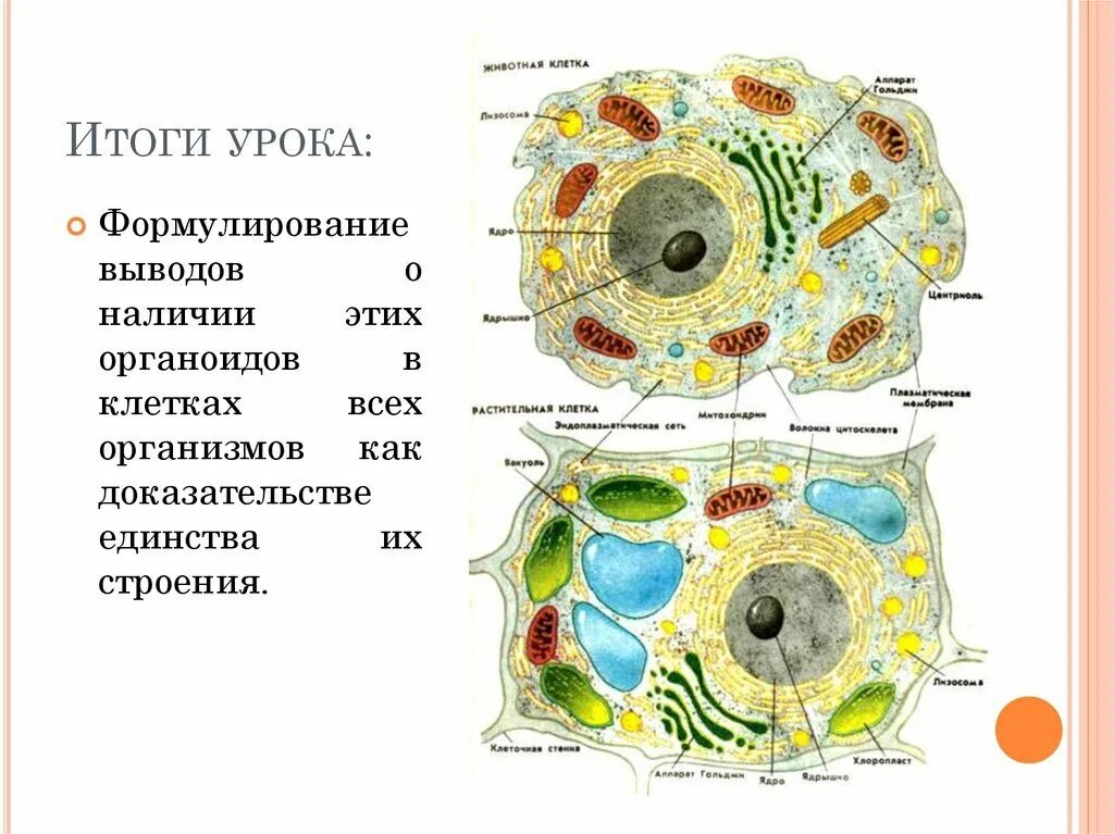 Клетка рисунок таблица