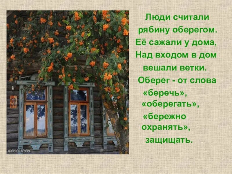 Приметы деревьев у дома. Приметы про рябину. народные приметы о рябине. приметы связанные с рябиной. приметы про рябину осенью.