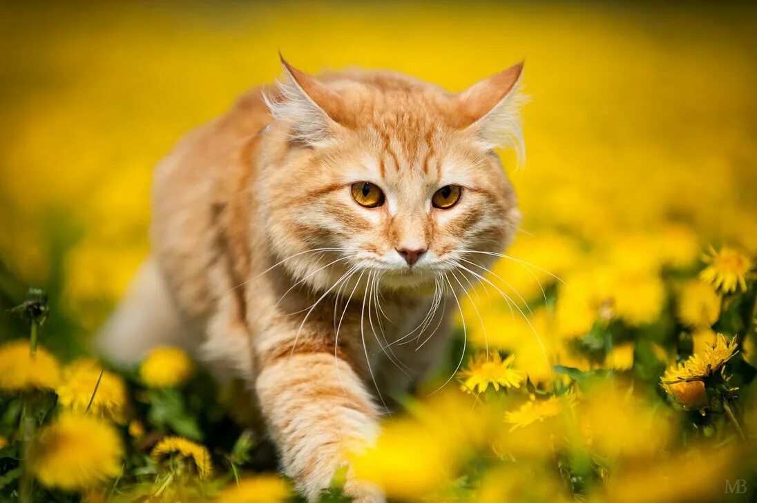 Фон рыжий кот. Рыжий кот. желтая кошка. рыжий котик в цветах. рыжий кот весной.