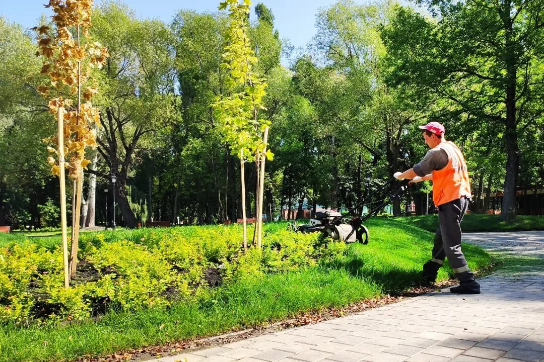 Жизнь деревьев в городе. Зеленхоз Липецк Нижний парк. Зеленхоз Липецк опиловка деревьев. Деревья Нижнего парка Липецк. Деревья и кустарники в парке.