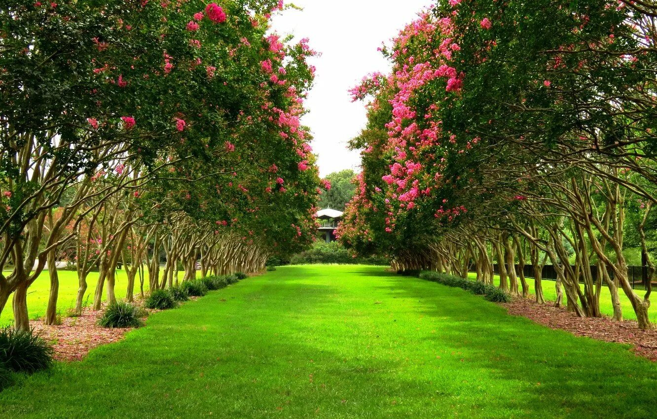 Яблоневый сад Франция. Аллея в парке яблони перспектива. Деревья для сада. Из дерева для сада.
