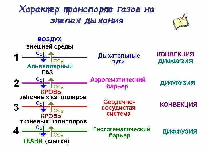 Этапы дыхания транспорт газов. Основные этапы процесса дыхания. Этапы транспорта дыхательных газов.