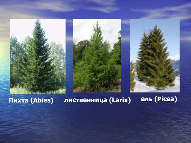 Пихта и лиственница. Ель сосна пихта лиственница. Пихта и лиственница. Хвойные ель, сосна, кедр, лиственница, пихта. Пихта лиственница разница.
