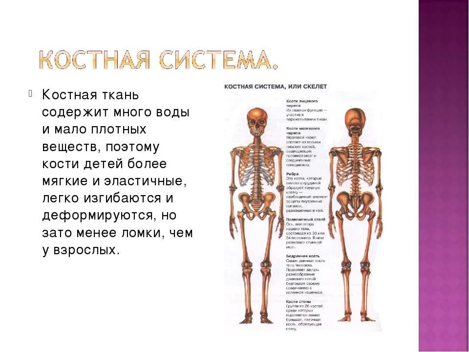 Почему кости легкие. Костная ткань ребенка содержит. Костная система у детей 4 года. Развитие костной системы человека. Скелетная система кости.