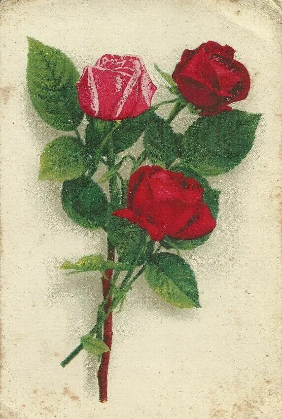 Советские открытки с розами. Старые открытки с розами. Ретро розы. Цветы ретро розы для открытки.