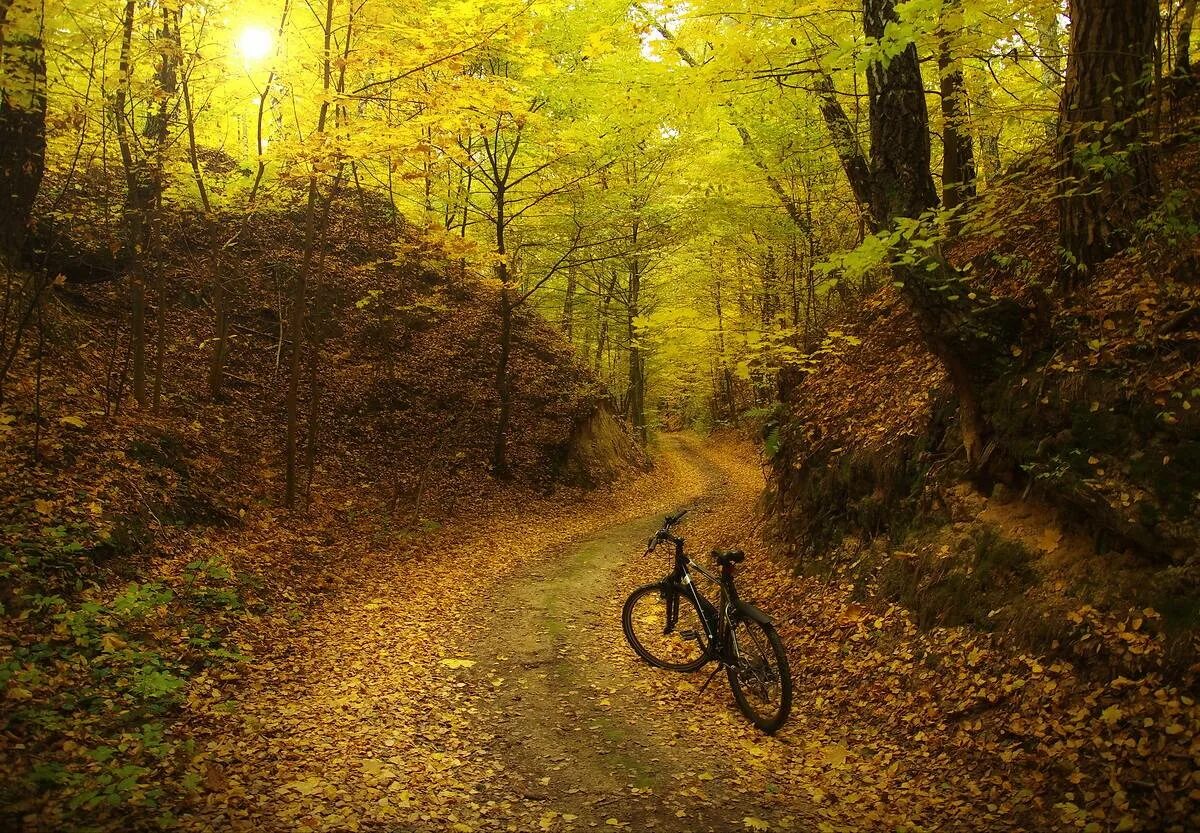 Лес велосипедист. Республиканский ландшафтный заказник Мозырские овраги. Велосипед в лесу. Осень лес велосипед. Велосипед в осеннем лесу.
