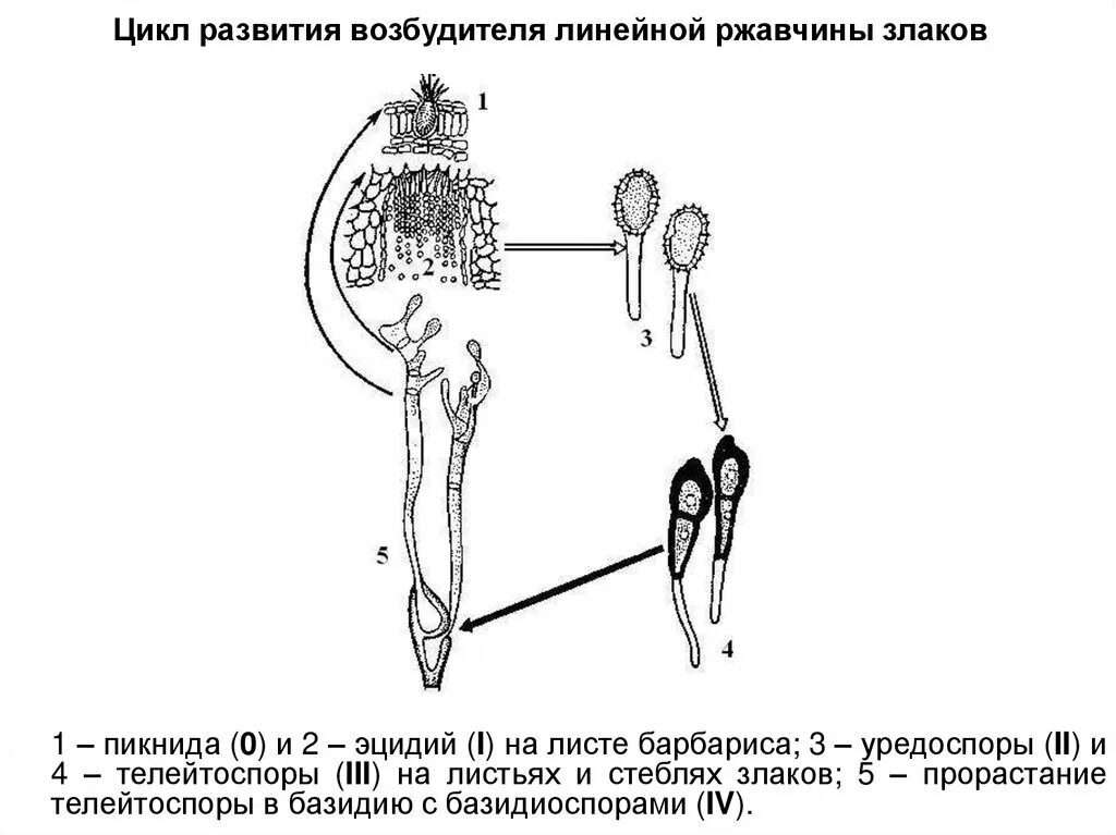 Жизненный цикл возбудителя. Цикл развития стеблевой ржавчины. Цикл развития линейной ржавчины пшеницы. Цикл развития ржавчины злаков. Цикл развития линейной ржавчины злаков.