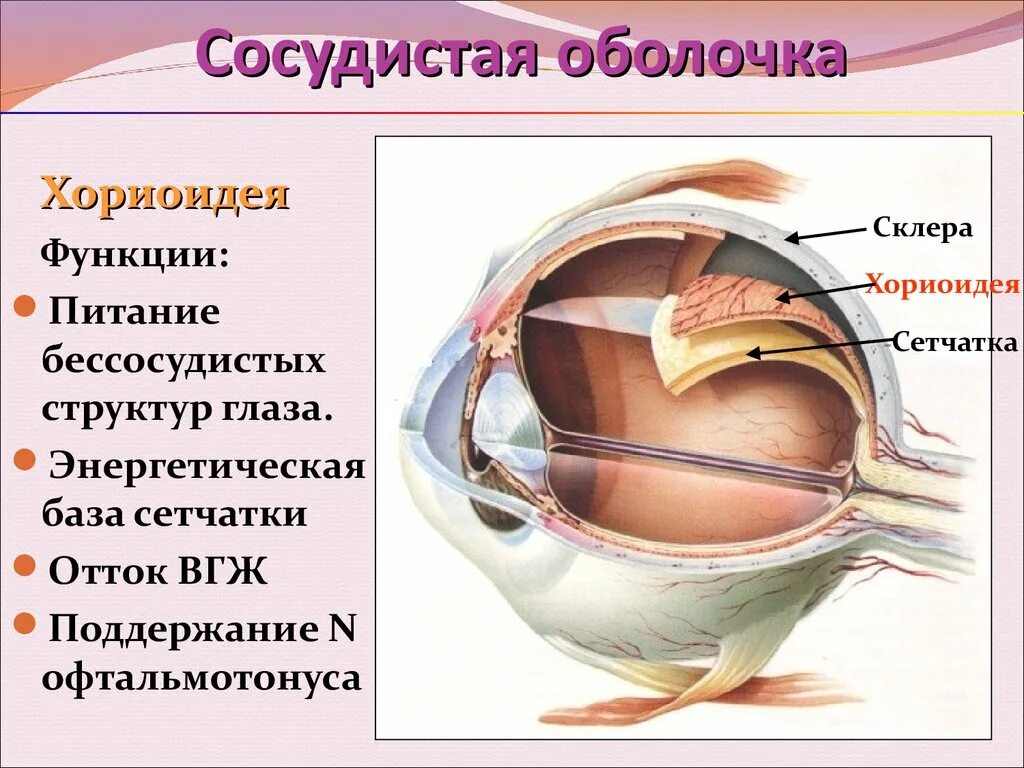 Белочная оболочка глаза человека. Белочная оболочка склера строение. Строение белочной склеры. Склера глаза анатомия. Строение глаза склера.