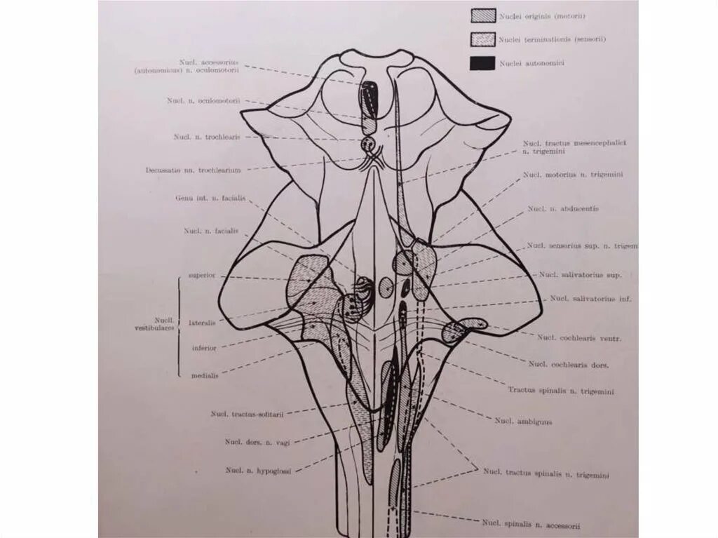 Ядра черепных нервов ствола мозга. Проекция ядер черепных нервов. Ромбовидная ямка Черепные нервы. Ромбовидная ямка продолговатого мозга ядра. Ромбовидная ямка ядра черепных нервов.