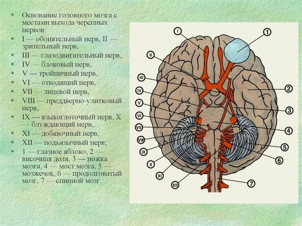 3 4 6 черепные нервы. Анатомические образования основания головного мозга. Черепные нервы нижняя поверхность головного мозга. Основание головного мозга и места выхода Корешков черепных нервов. Места выхода черепных нервов.