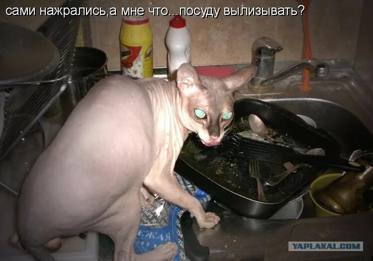 Хочешь мыть посуду мой. Мытье посуды юмор. помытая посуда прикол. немытая посуда прикол. кот моет посуду.