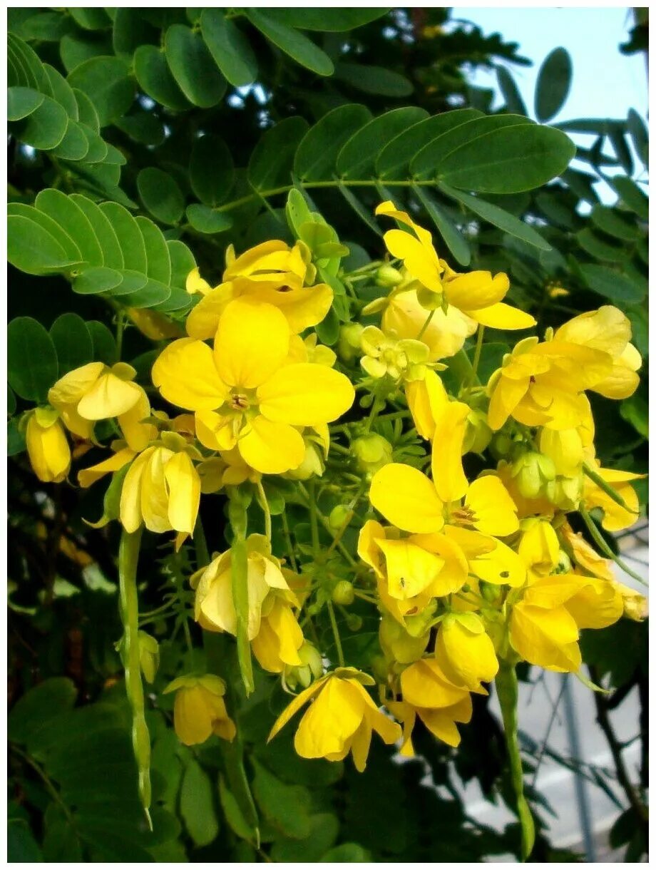 акация с желтыми цветами. карагана древовидная caragana arborescens lam. акация карагана древовидная. карагана древовидная. акация сибирская.