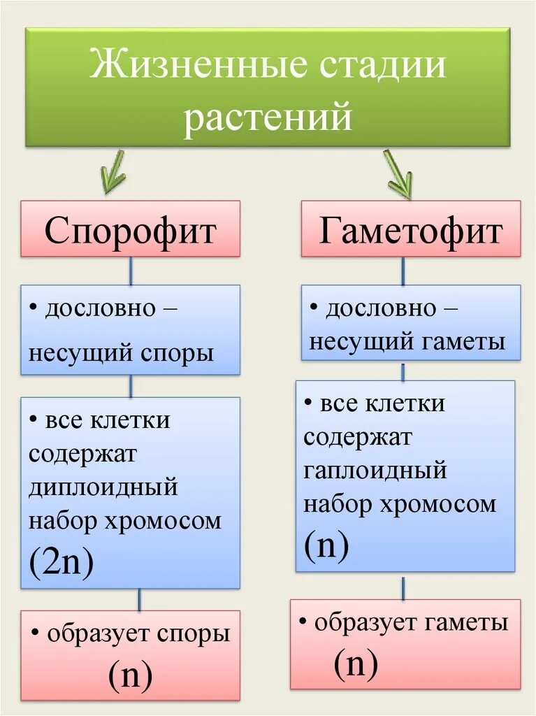 Поколение спорофит имеет. Гаметофит и спорофит у растений таблица. Жизненные стадии растений. Соотношение гаметофита и спорофита. Стадии гаметофита и спорофита.