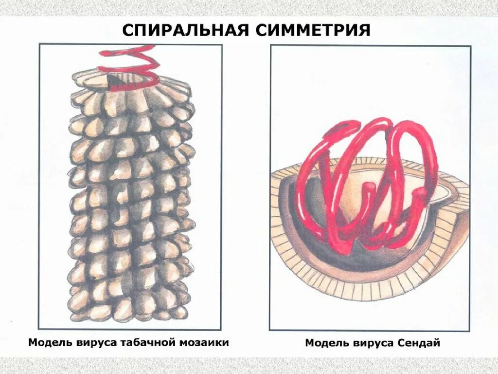 Спиральный капсид. Спиральный капсид