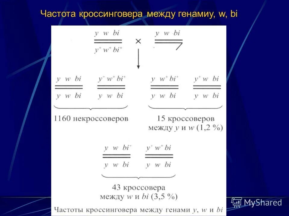 Частота кроссинговера между двумя. Частота кроссинговера определяется. Частота кроссинговера между генами. Частота кроссинговера между двумя. Частота кроссинговера формула.