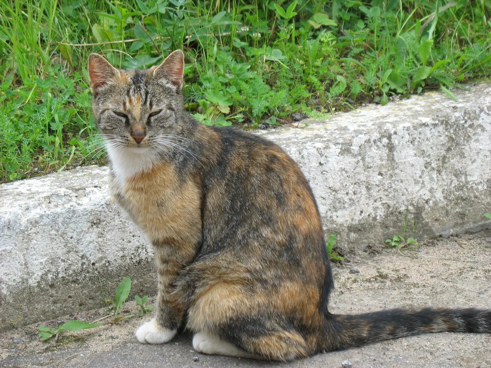 Дворовая кошка фото. Уличный полосатый кот. Обычные дворовые кошки. Дворовая кошка фото. Дворовая кошка порода.