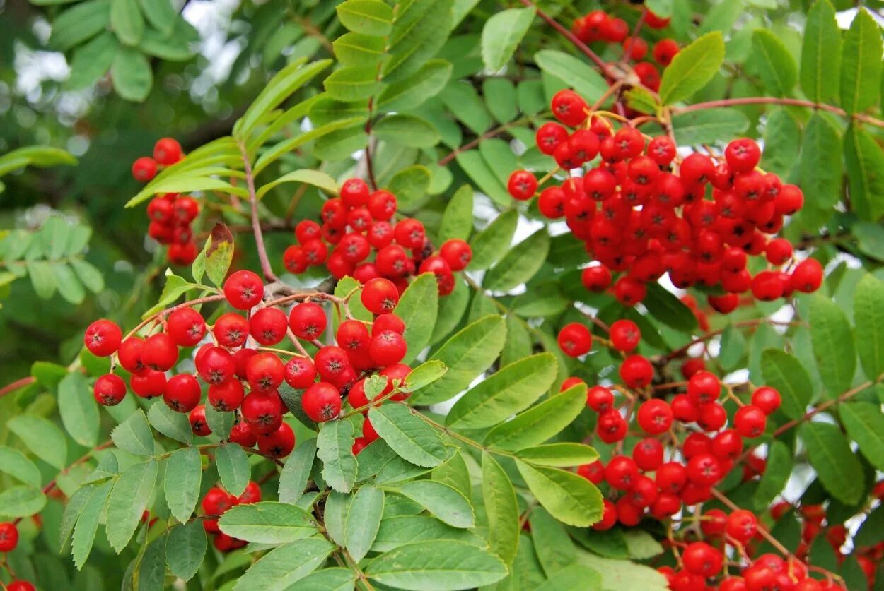 Рябина обыкновенная Sorbus aucuparia. Рябина поддуболистная. Sorbus aucuparia edulis (рябина обыкновенная). Плоды рябины и черемухи.