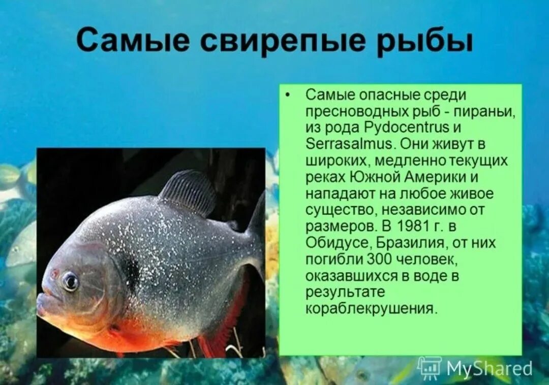 Рыбы и их описание. Факты о рыбах. Интересная информация о рыбах. Интересные факты о рыбах.