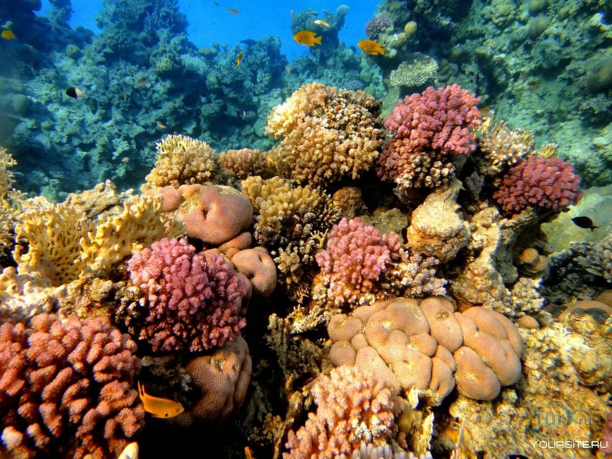 Самый красивый риф в шарме. Красное море египет шарм-эль-шейх. подводный мир египта шарм-эль-шейх. красное море риф шарм эль шейх. красное море шарм.