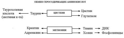 Нарушение обмена серосодержащих аминокислот