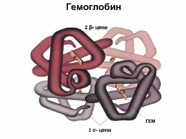 Hbo2 гемоглобин. Размер гемоглобина. Дезоксигемоглобин. Строение бета цепей гемоглобина. Гемоглобин формула.