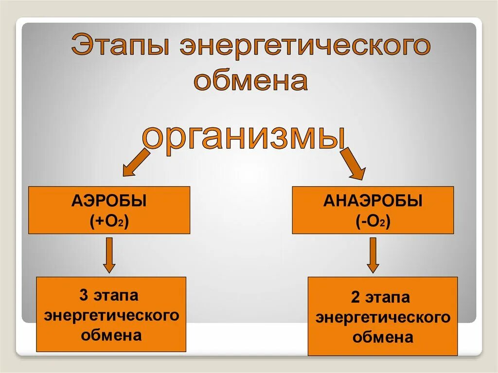 Этапы энергетического обмена. Этапы энергетического обмена у аэробов и анаэробов. Этапы энергетического обмена у аэробов. Энергетические этап у анаэробов.