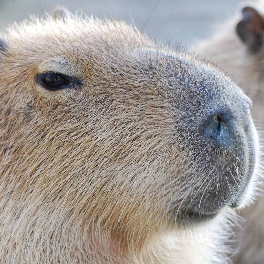 Песня капибара час. Капибара 1:1. СТО-личный она-нас, Betsy - Capybara. 100 Капибар. Капибара СТО-личный она-нас.
