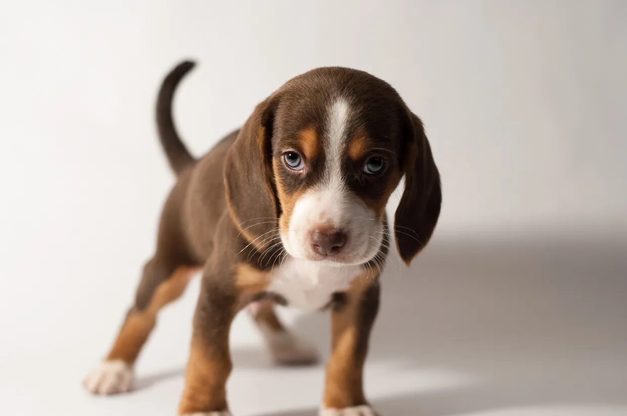 Бигль щенок месяц. Щенки 1,5 бигль. Бигль щенок 1. Бигль щенок 2 месяца. Бигль щенок 1 месяц.