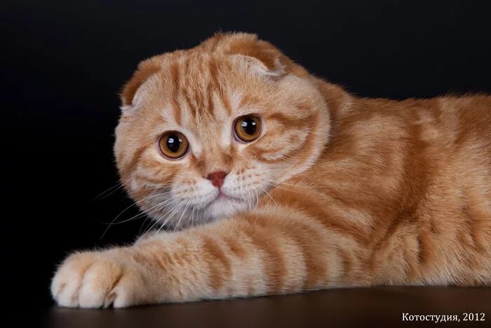 шотландская вислоухая кошка биколор. шотландский скоттиш фолд рыжий. скоттиш-фолд шотландская вислоухая рыжая. рыжий фолд. шотландская вислоухая кошка рыжая.