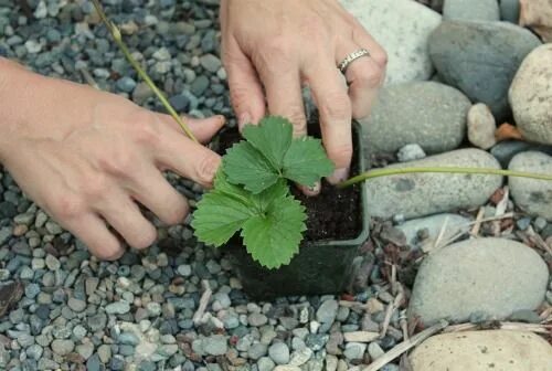 Как обработать садовую землянику. Земляника садовая посадка. strawberry runners. земляника садовая гибель от заморозков. как подготовить землянику намзиму/.
