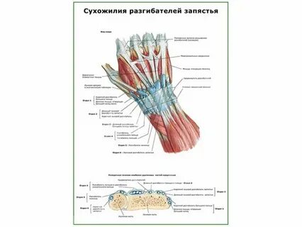 Сухожилия разгибателей пальцев кисти