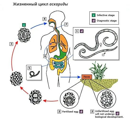 Жизненный цикл детской аскариды. Ascaris lumbricoides жизненный цикл. Цикл развития аскариды схема. Цикл развития Ascaris lumbricoides.
