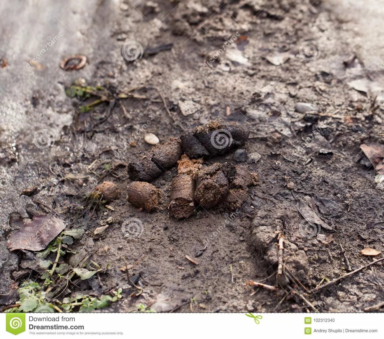 Навоз собак. Кроличий навоз. Экскременты мелких животных. Конский навоз. Навоз собак.