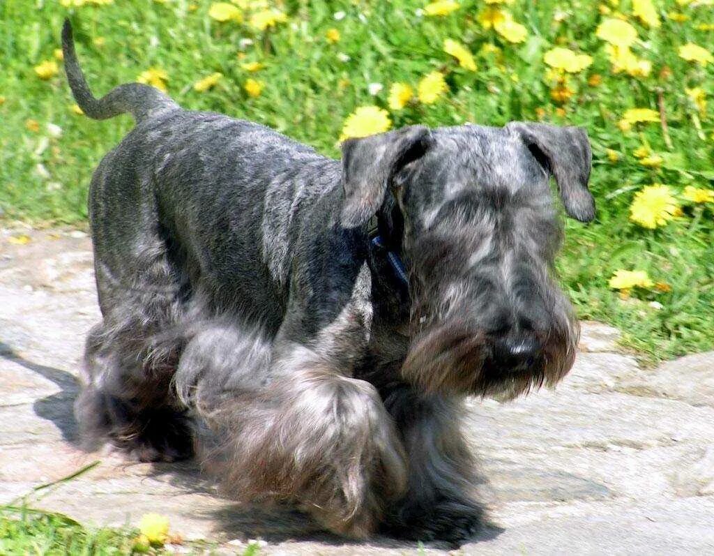 Чешский терьер. Чешский терьер. Уотерсайдский терьер. Чешский терьер норкинштейн. Чешский терьер норкинштейн.