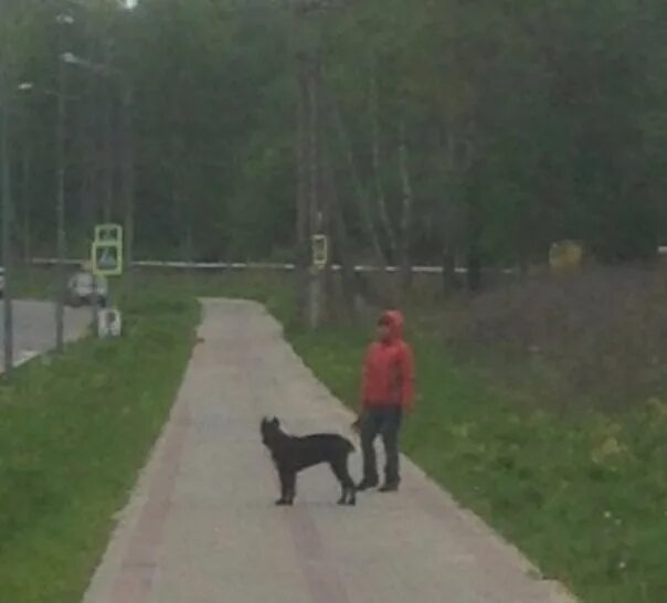 Гулять с собакой. Собака гуляет без поводка. Выгул собак без поводка. Собака гуляет без намордника. Собака гуляет без хозяина