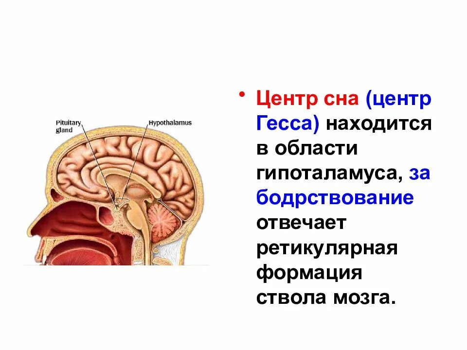 Центр сна в мозге