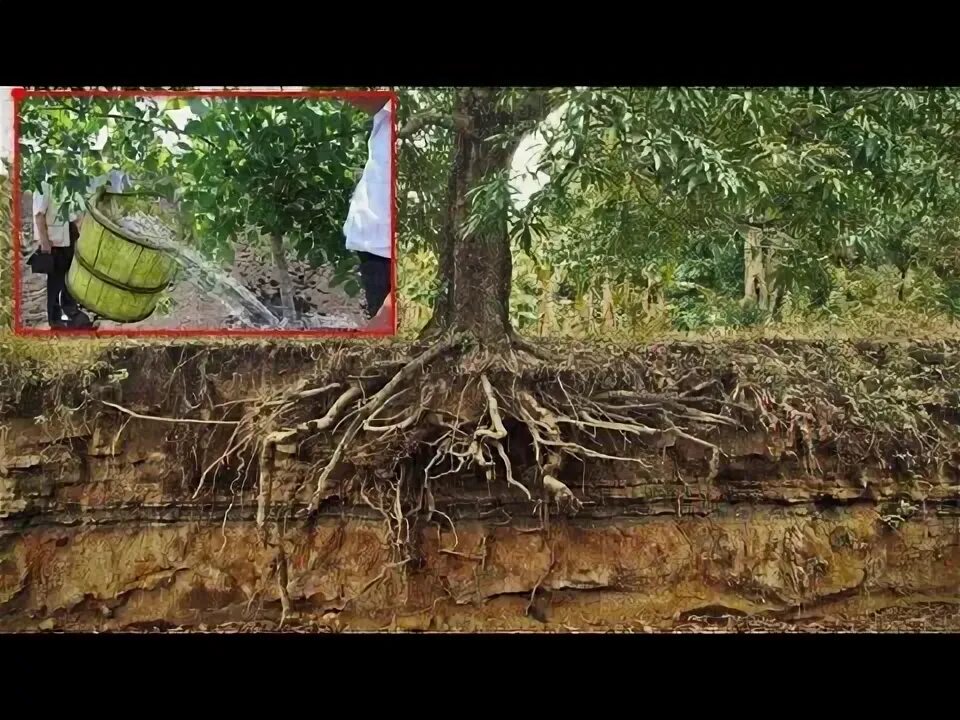 Tree Root Myths