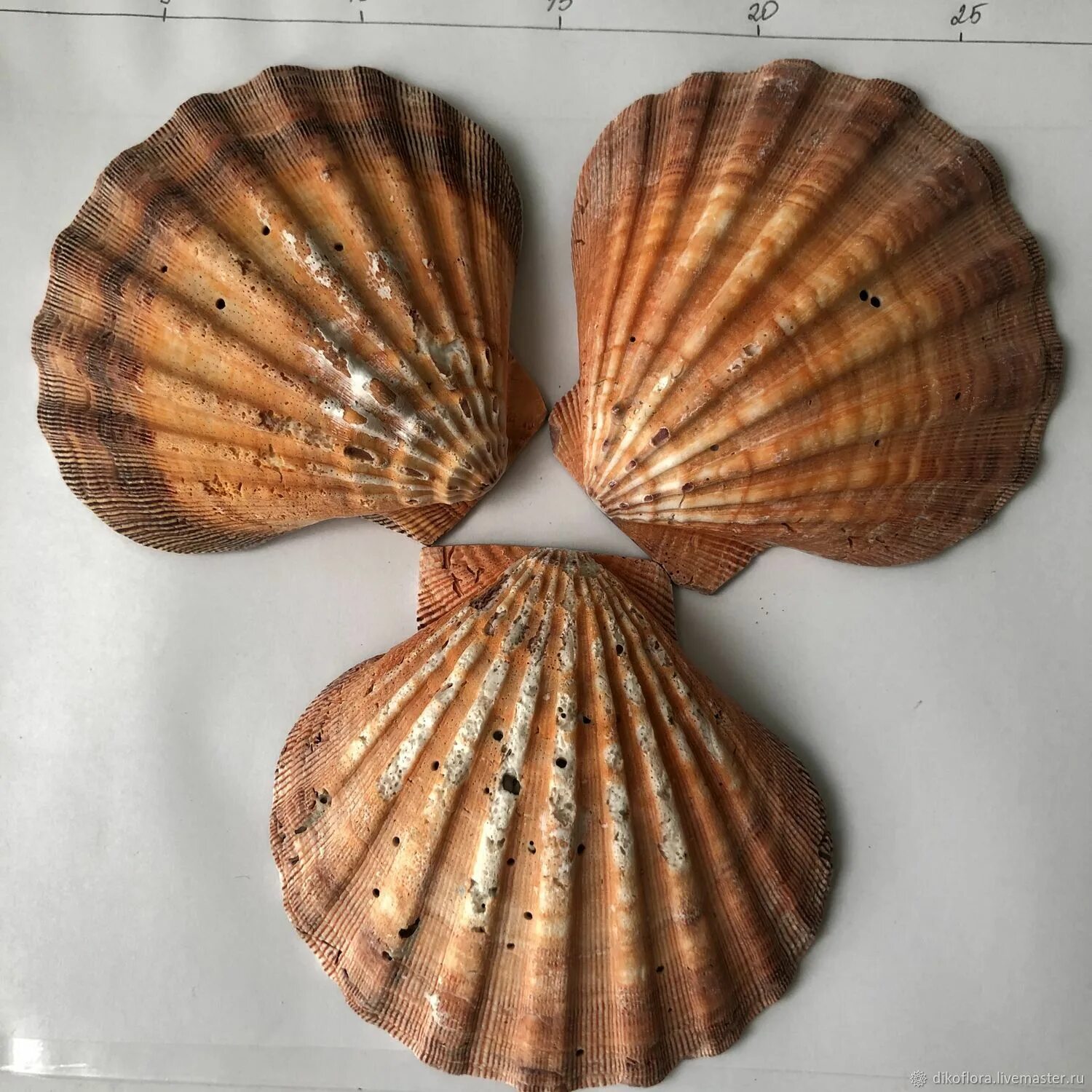 Ракушка новосибирск. Ракушка новосибирск. Морской гребешок ракушка. Ракушка новосибирск. Красивые морские раковины.